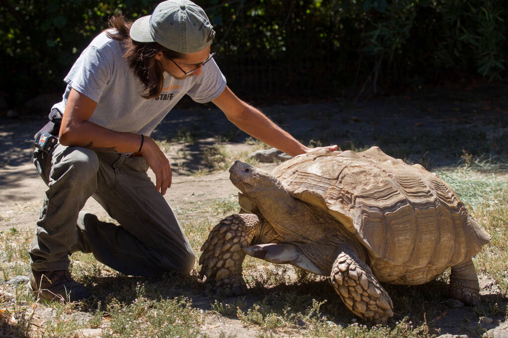 How Big Do Sulcata Tortoises Get  