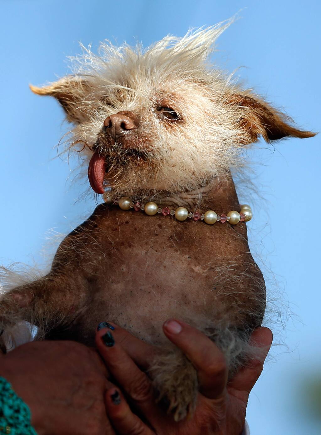 Страшные собаки в мире. Китайская хохлатая. Страшные породы собак китайская хохлатая. Китайская хохлатая уродливая. Китайская хохлатая собака уродливая.