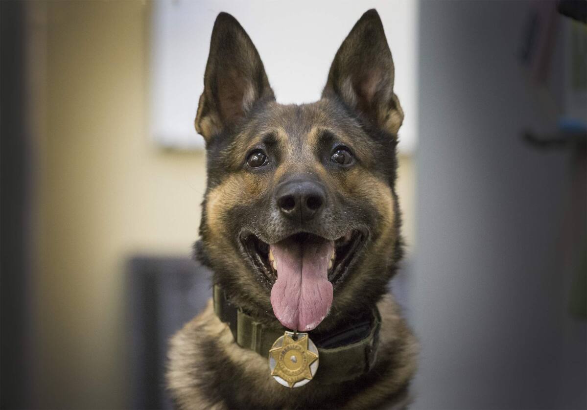 K-9 Bruno Retires from the Sonoma County Sheriff's Office