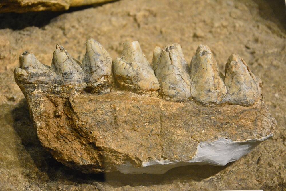 prehistoric fossils
