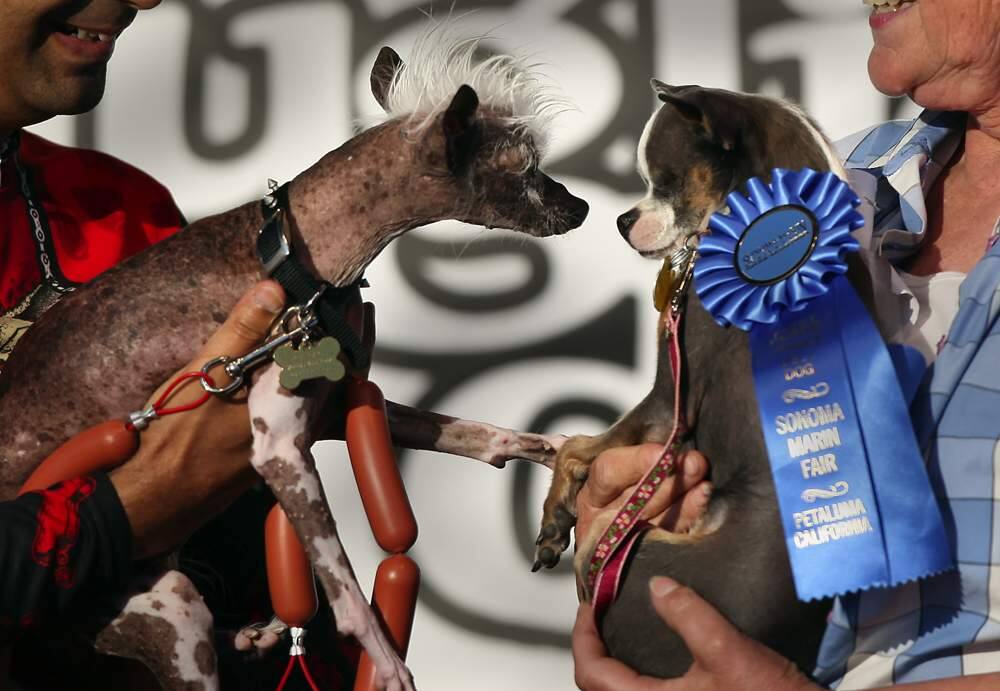Petaluma fair's 'Ugliest Dog Contest' gains worldwide attention