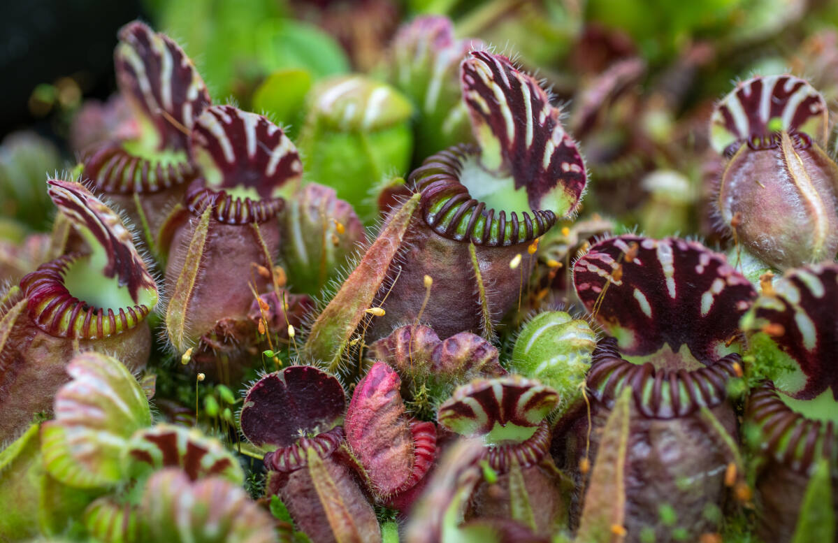 1st Carnivorous Plant Identified In 20 Years Grows Near Vancouver