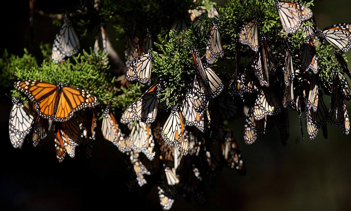 The Mighty Migration of the Magnificent Monarch « Conserve