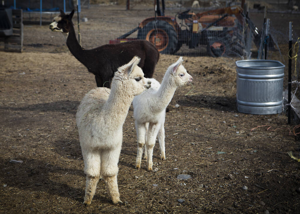 First-Time Alpaca Ownership: What To Consider Before Buying
