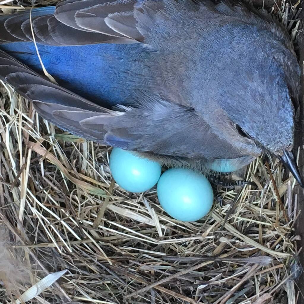 NestWatch  Baby Blue Jays - NestWatch