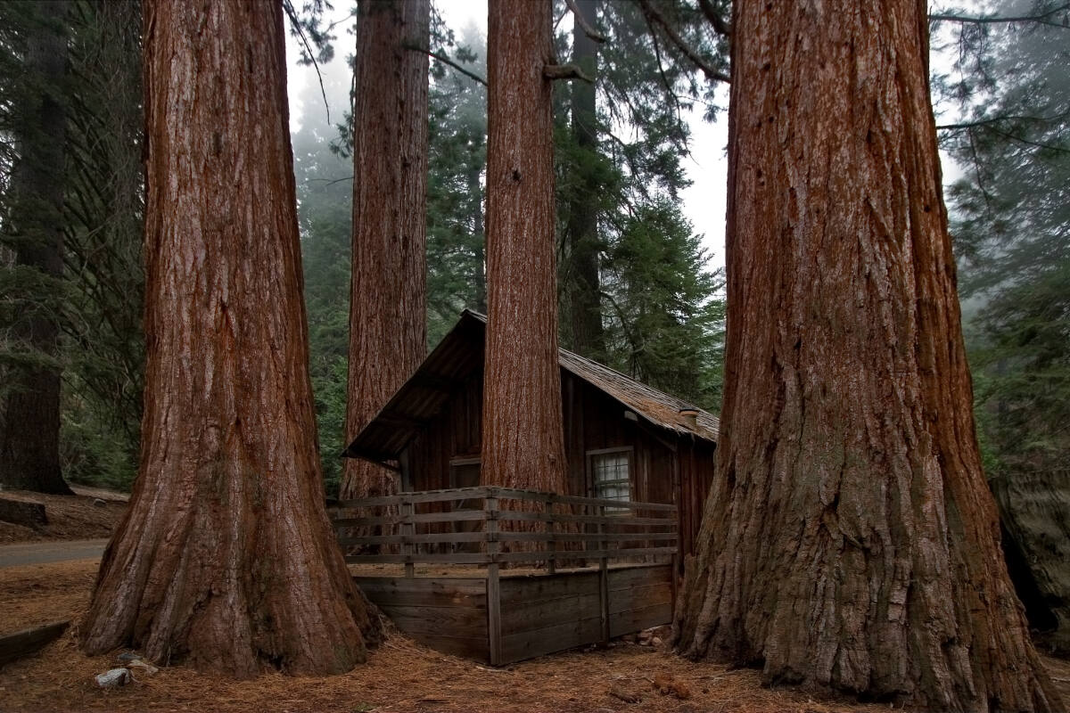 Living With Redwoods