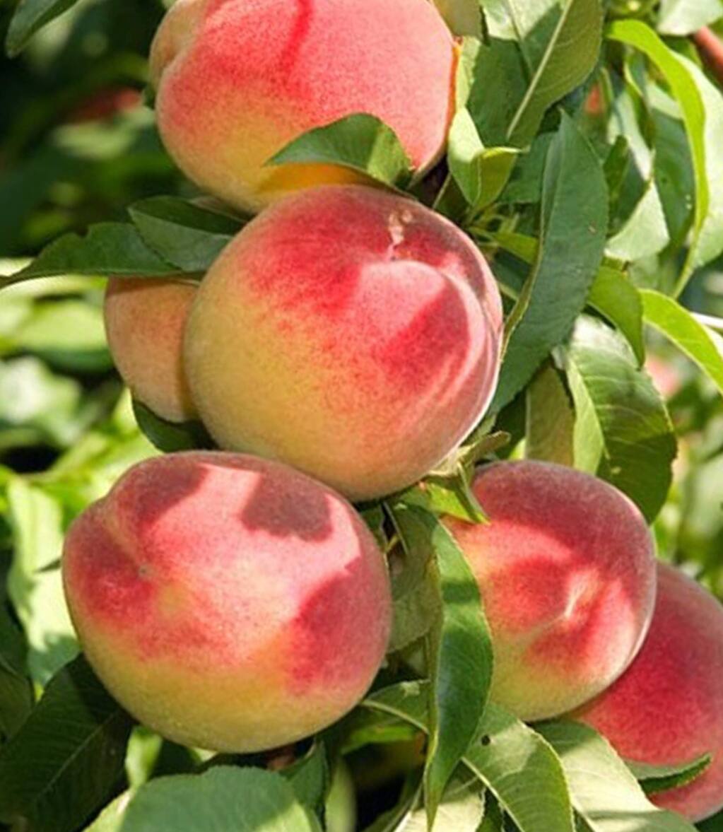 How To Pick Perfect Peaches From Sonoma County Farmers Markets