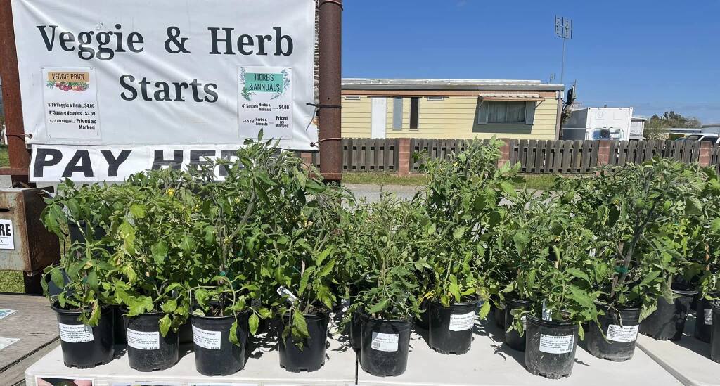 Plant starts at Sonoma Valley Wholesale Nursery