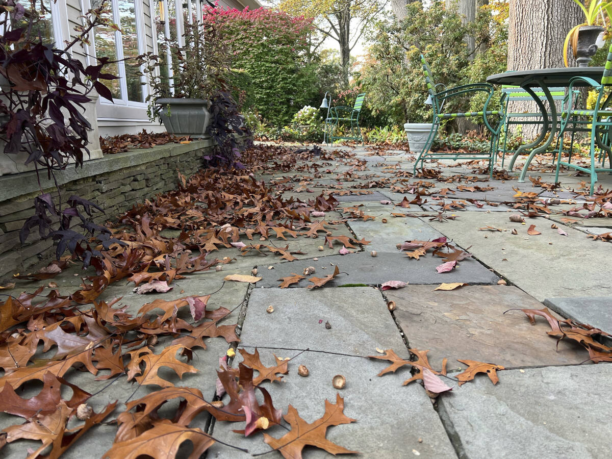 For a healthier yard, leave the leaves - The Current