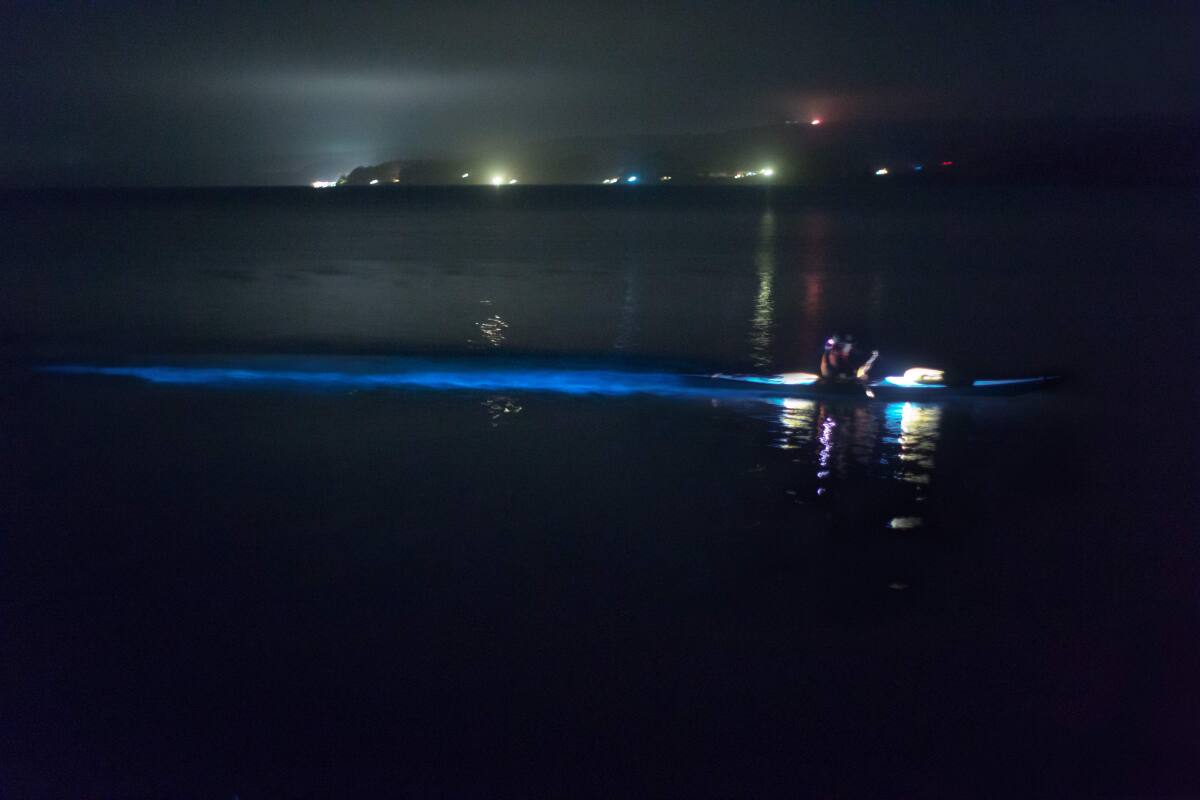 How to See Bioluminescence