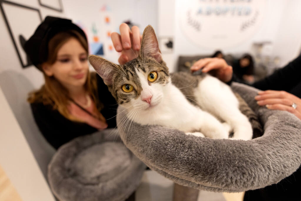 Read a book, adopt a cat at new Petaluma adoption center