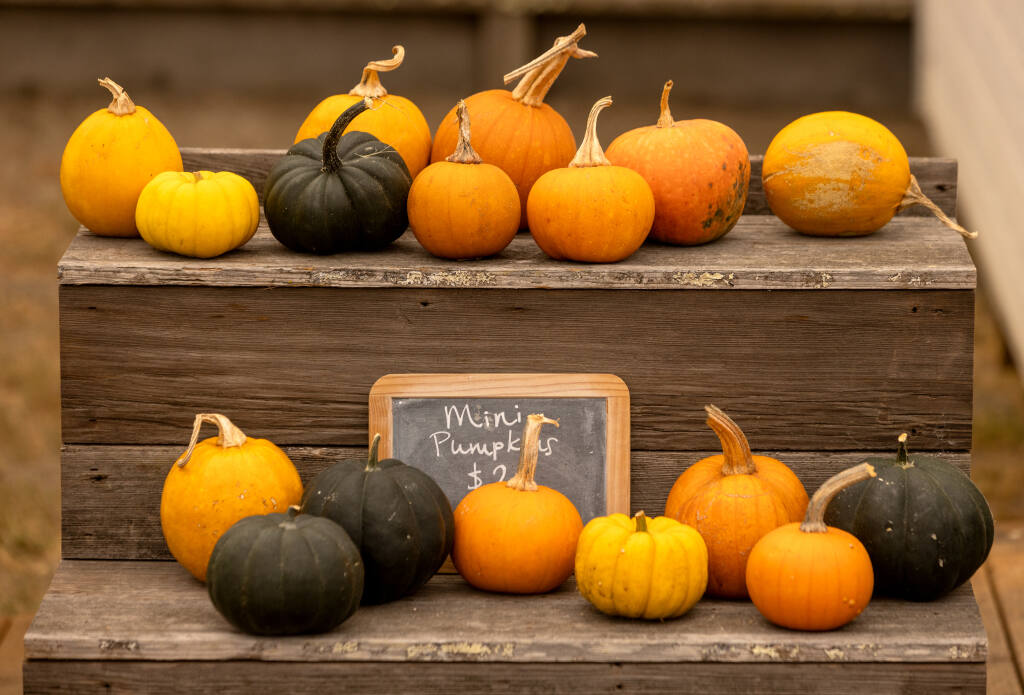 Fall at the Farm: Pumpkins Galore! — Chateau Sonoma