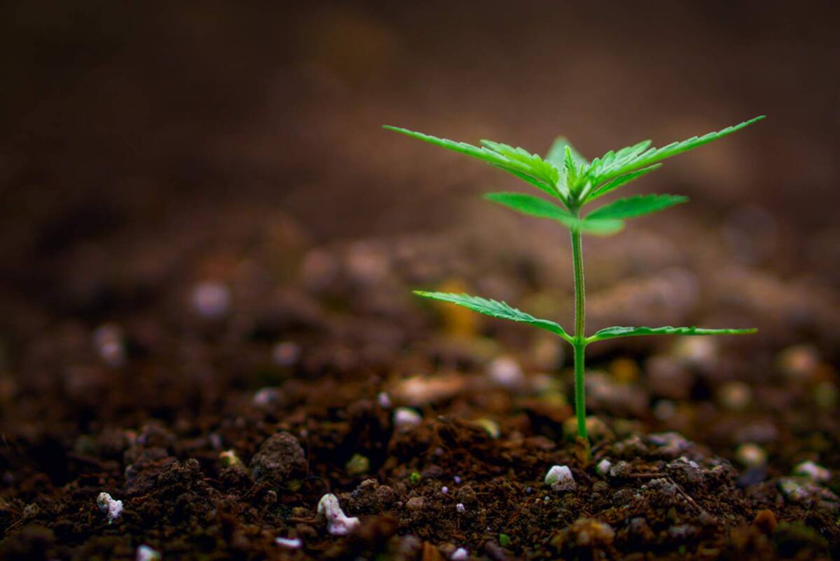 Best Soil for Growing Cannabis Plants Outdoors - Sensi Seeds