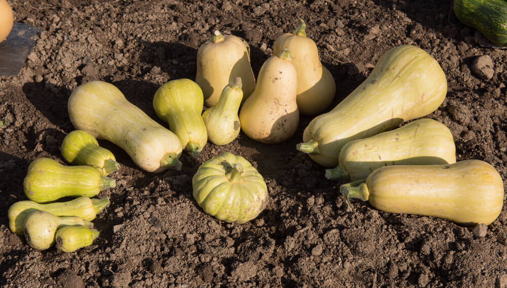 Storing Vegetables for Winter - Cache Valley Family Magazine