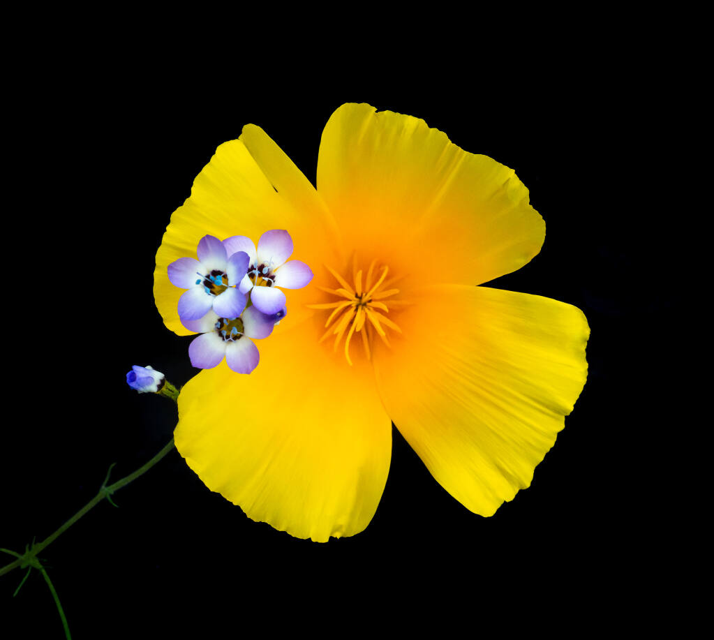California Poppy and Gila, wildflowers, Black background, Pepperwood Preserve, Sonoma County, California, USA. (Rob Badger) File #_DSC0866Part of Traveling exhibit and/or coffee table book:Beauty and The Beast: California Wildflowers and Climate Change by Rob Badger and Nita Winter© The Winter Badger Press co-published CNPS California Native Plant SocietyAuthors: Peter Raven, Jose Gonzalez, Wendy Tokuda, Kenna Kuhn, Kitty Connolly, Erin Schrode, Dr. Margaret Leinen, Will Rogers, Gordon Leppig, Susan Tweit, Mary Ellen Hannibal, Genevieve Arnold, Ryan Burnett, Doug Tallamy, Ileene Andersen, Robin Wall Kimmerer, Amber Pairis