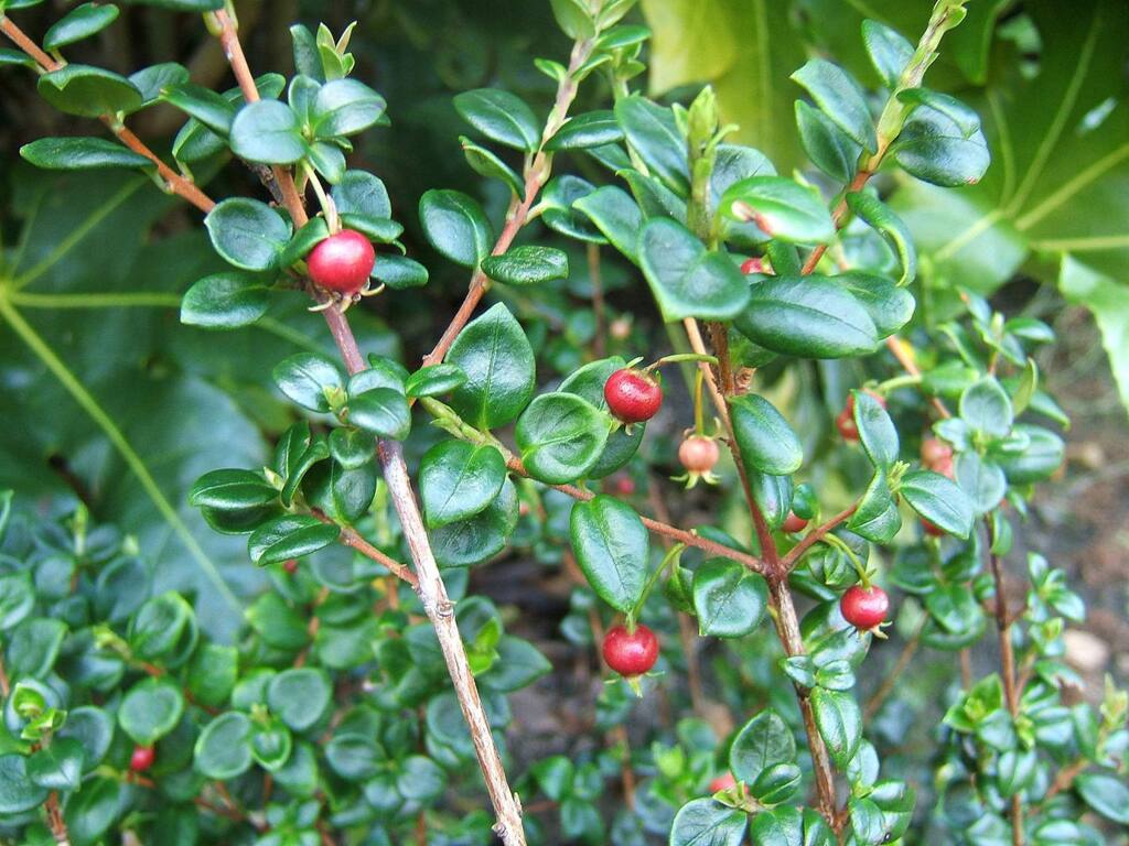 Attractive Shrubs and Trees with White Fruits and Berries
