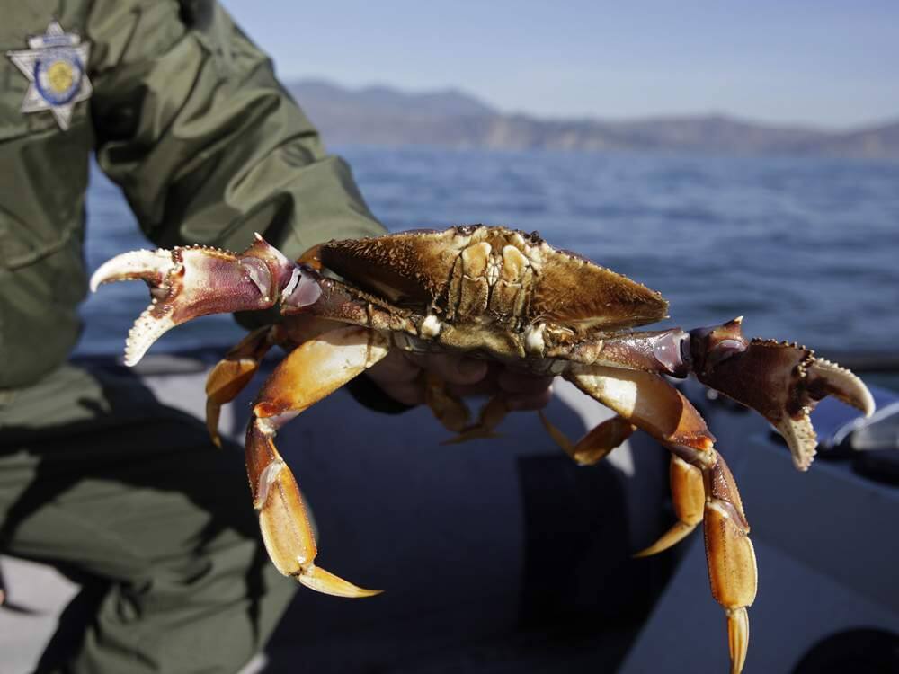 Dungeness crab season opened for sport anglers south of Point Reyes