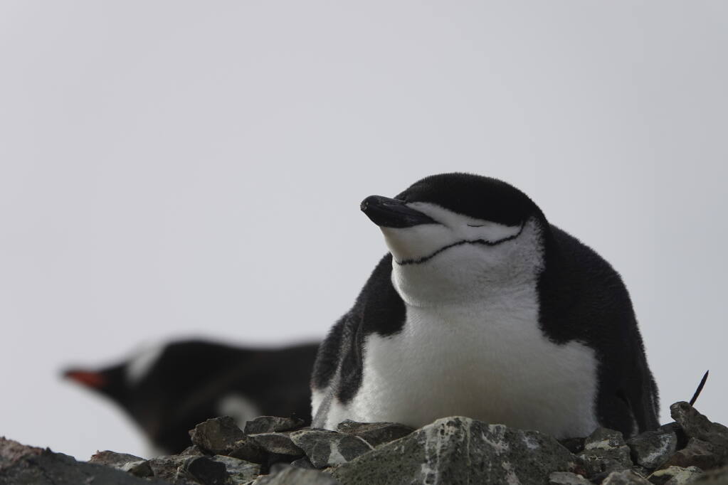 Club Penguin – a parents' guide