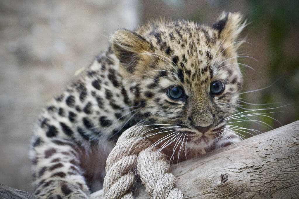 Rare cub makes debut at Santa Zoo