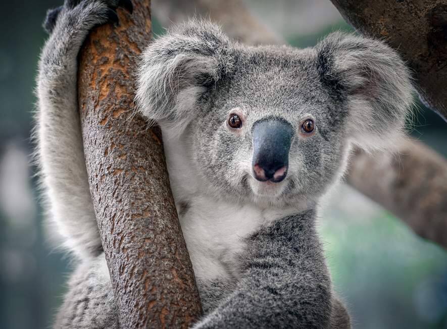 With a baby joey, Riverbanks Zoo continues to see success in koala
