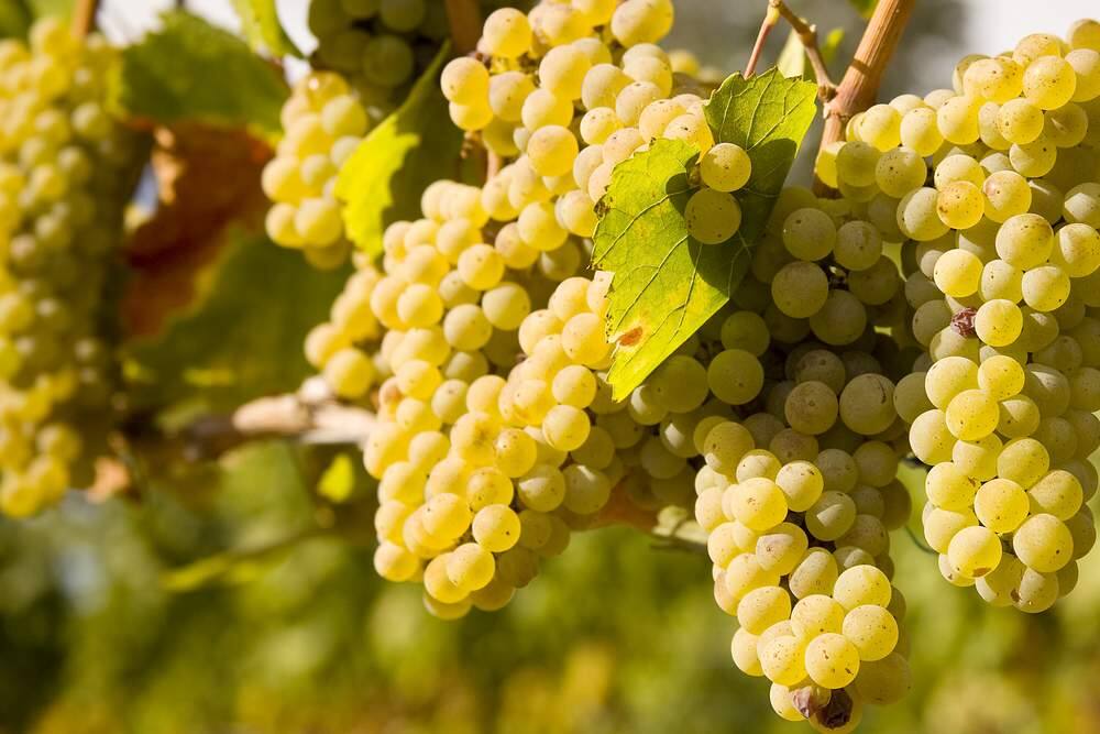 Following Napa, Sonoma County grape harvest begins