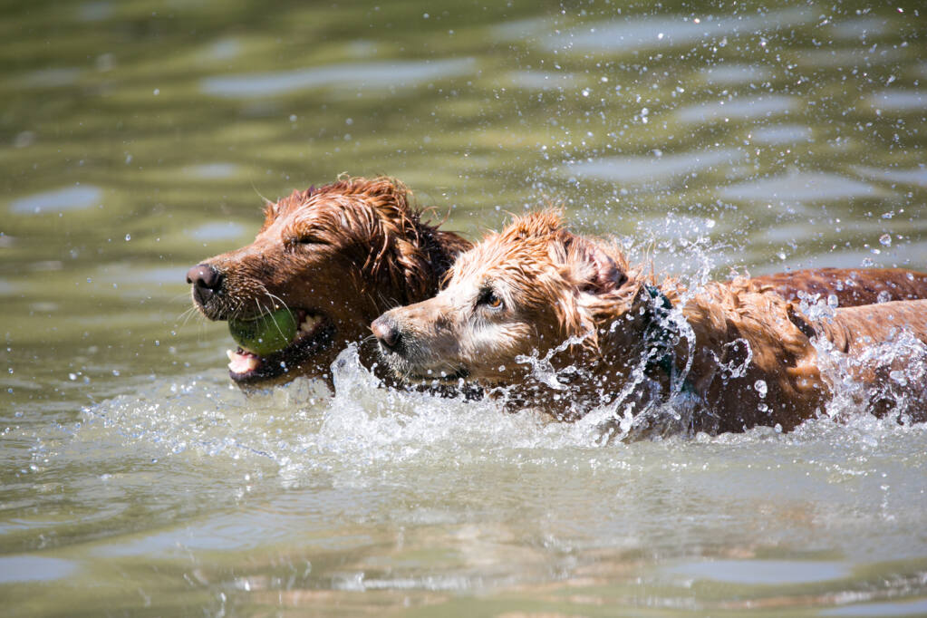 Attention dog lovers: Water Bark to return to Spring Lake this September
