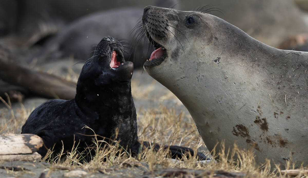 Best Time to See Elephant Seals in California 2023 