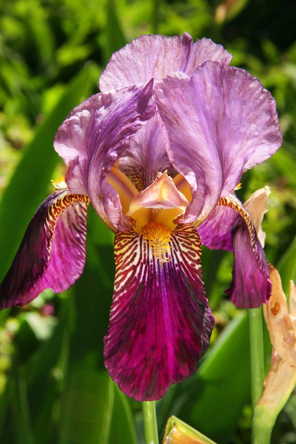 Bearded Iris (Iris germanica) - Beauty and Elegance