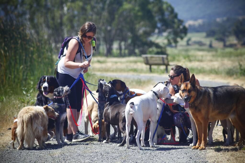 Professional Dog Walker Teaches Pack Of Dogs How To Perfectly Behave On  Walks