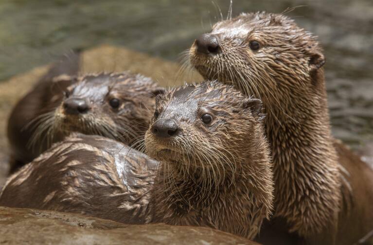 Orphaned Baby Beaver Finds Comfort With Otters At Local Shelter