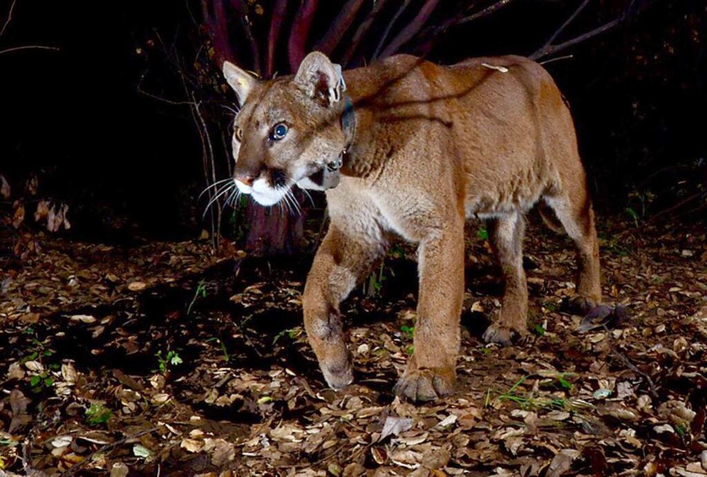 Mountain lion spotted in Pismo Beach