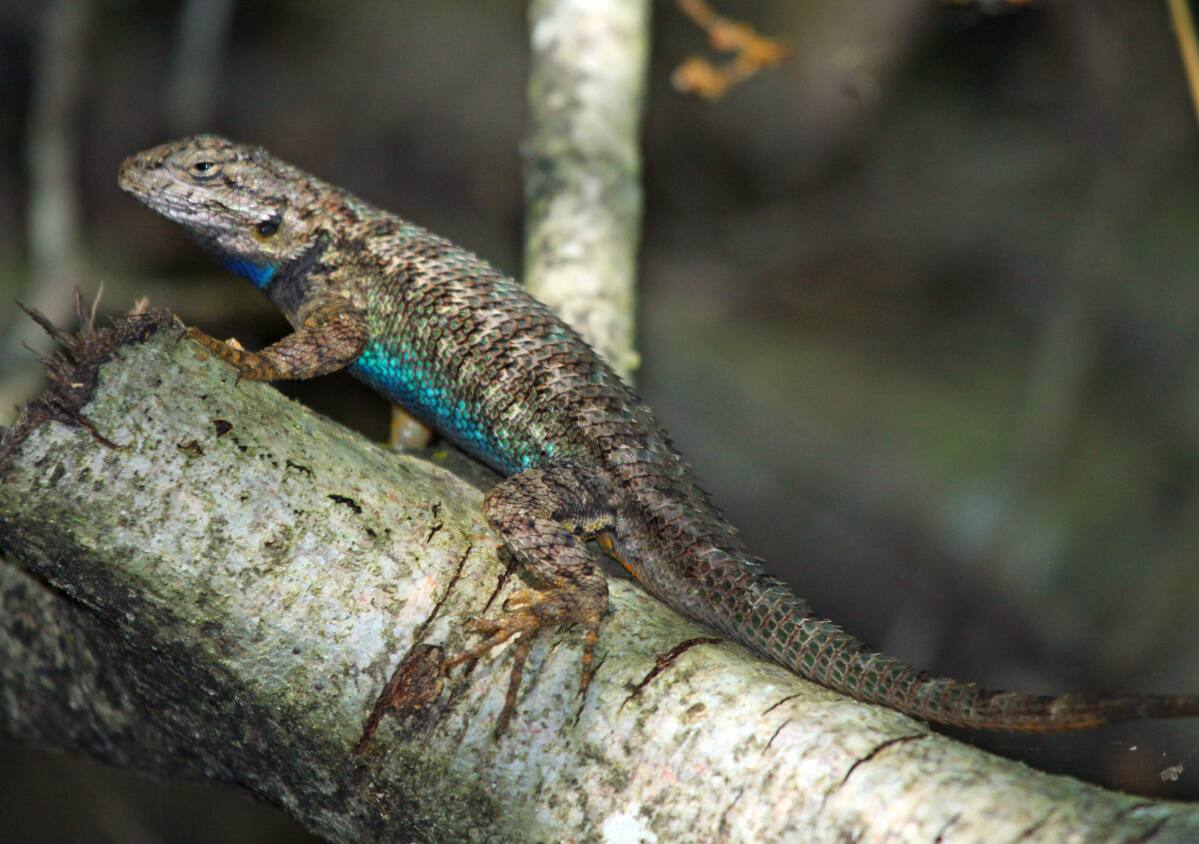 Western Fence Lizard, Nature Collective