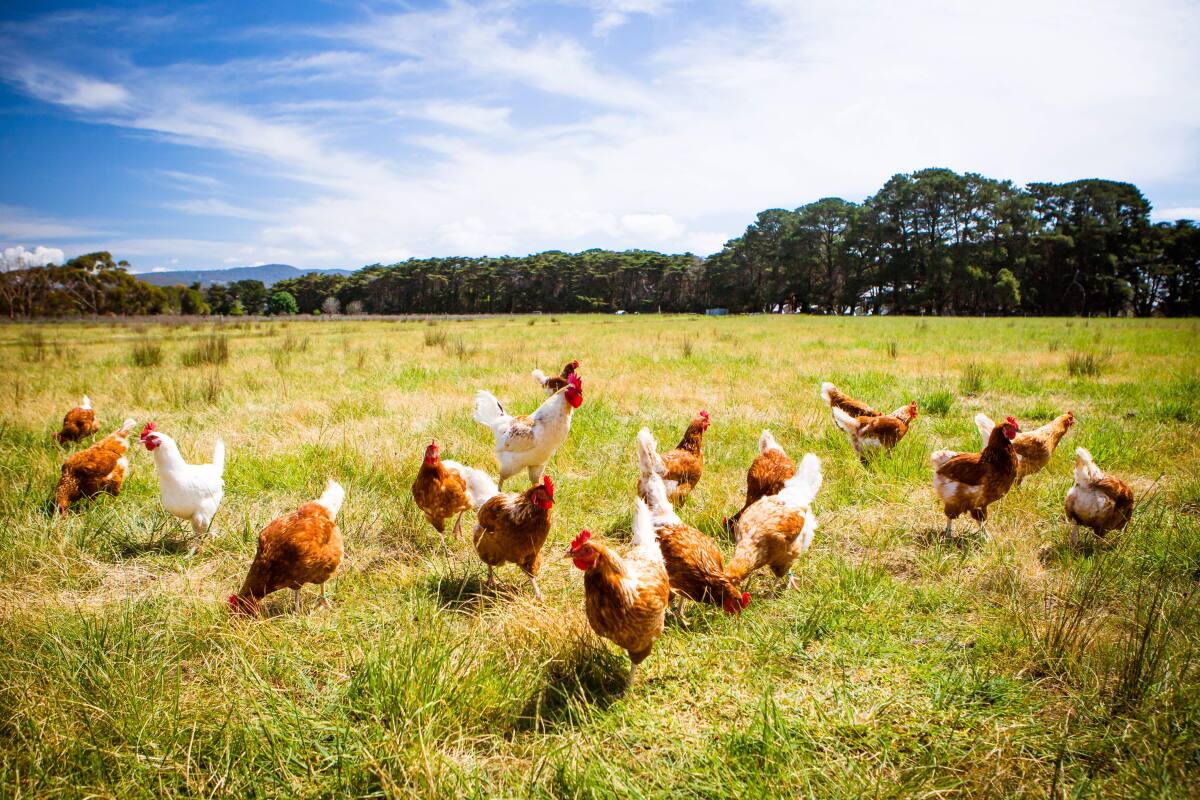 Chickens  Farm Animals - Farm Sanctuary