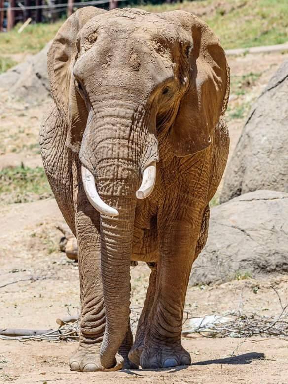 Oakland Elephant 