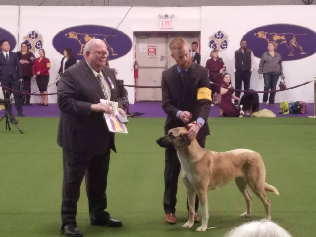 Anatolian Shepherd from Bodega wins best in breed at Westminster Dog Show