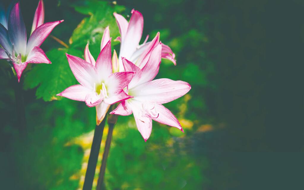 GRATEFUL - Pink Lotus – Women Warriors FR