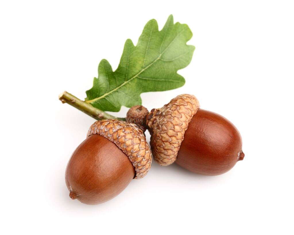 Seeds, Nuts, & Acorns - Southern Native Trees
