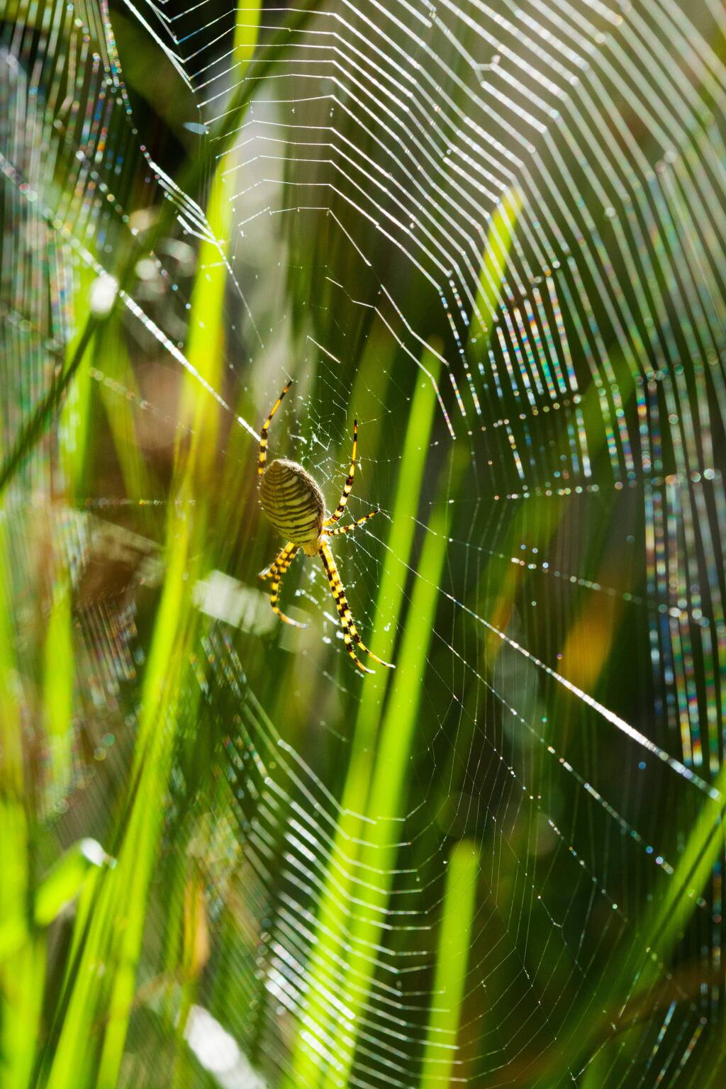 How to Recognize Spiders By their Webs - Bay Nature Magazine