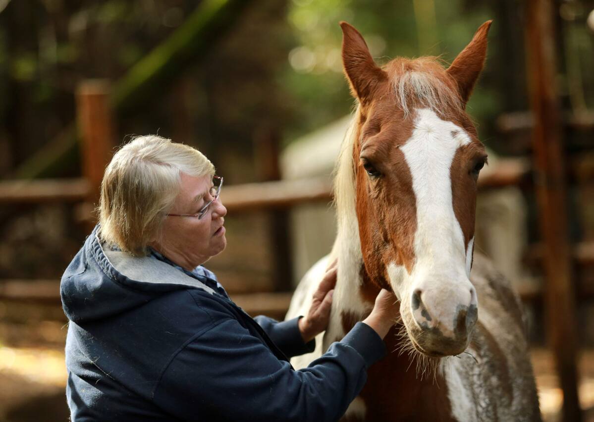 Santa Rosa animal sanctuary being sold, but summer camps to continue
