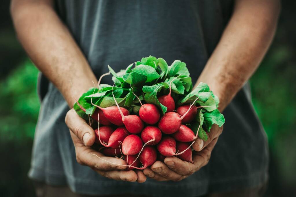 How to Plant, Grow, and Harvest Radishes, a Step-by-Step Guide