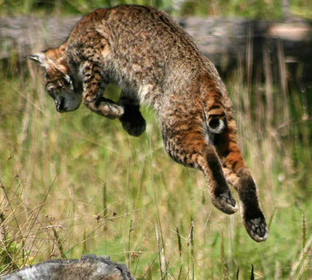 Bobcats prevalent in Sussex County
