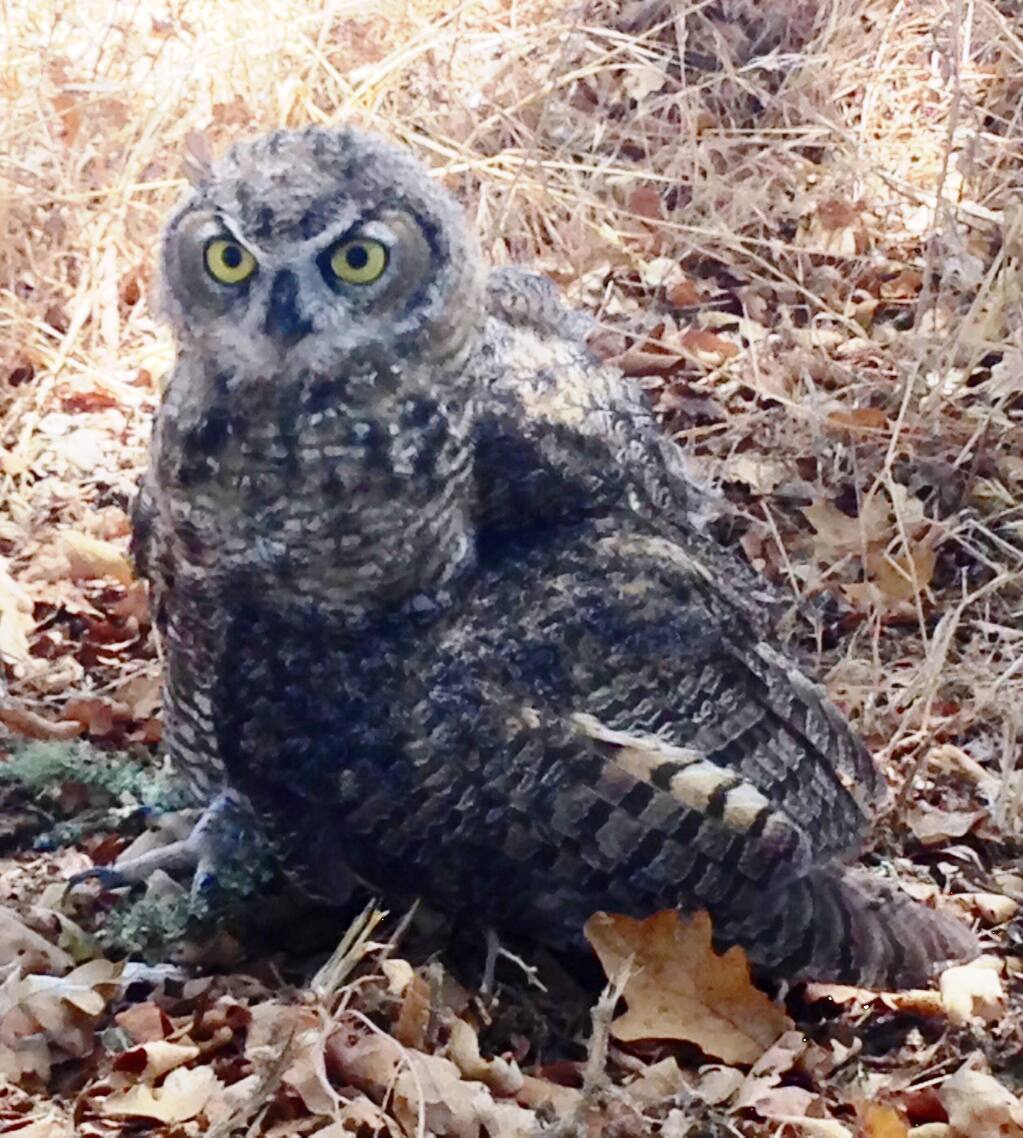 Five things to know about great horned owls, the quintessential owl