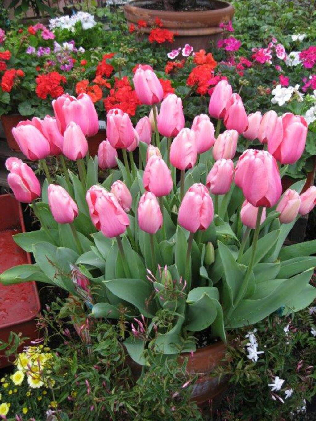 How to Grow Tulips in Southern California