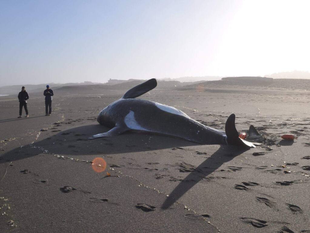 beached killer whale