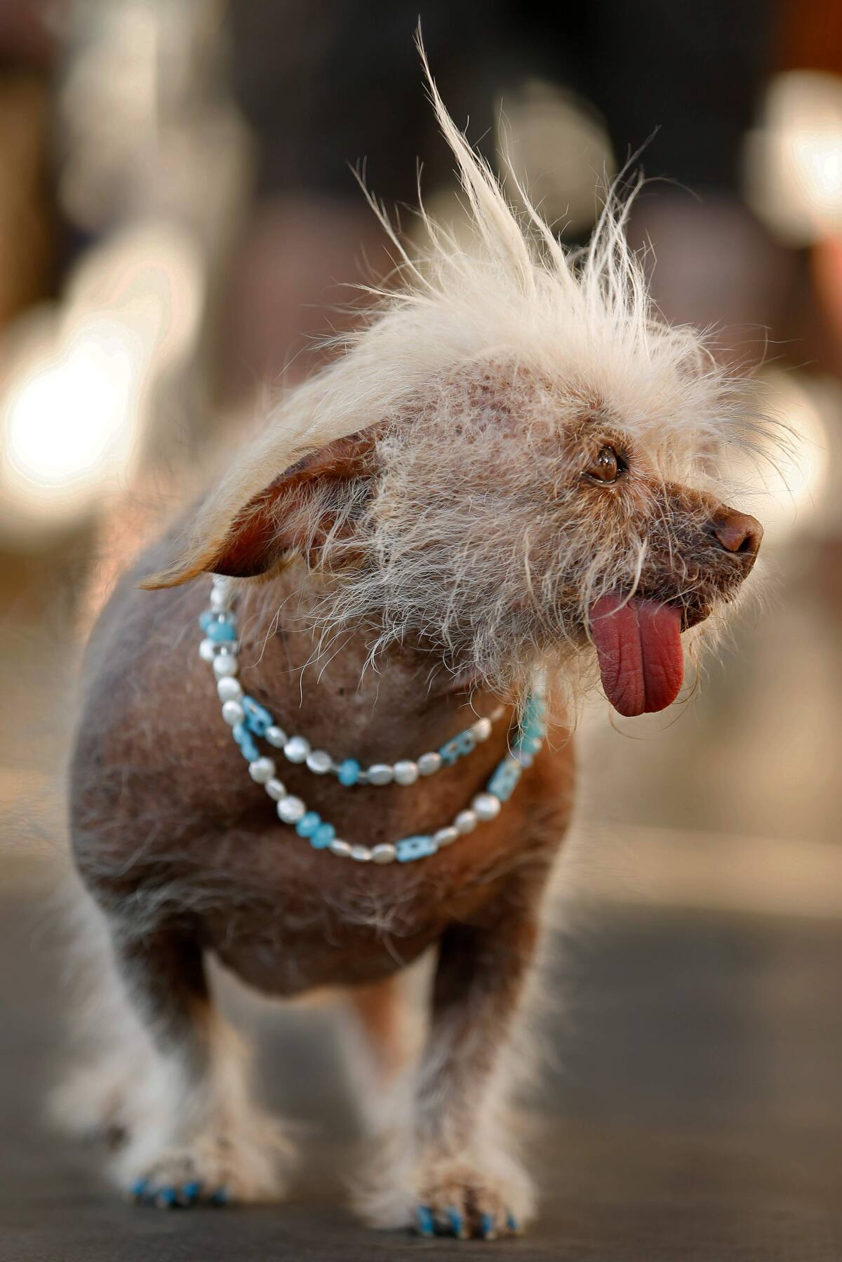 Самая уродливая собака в мире китайская хохлатая