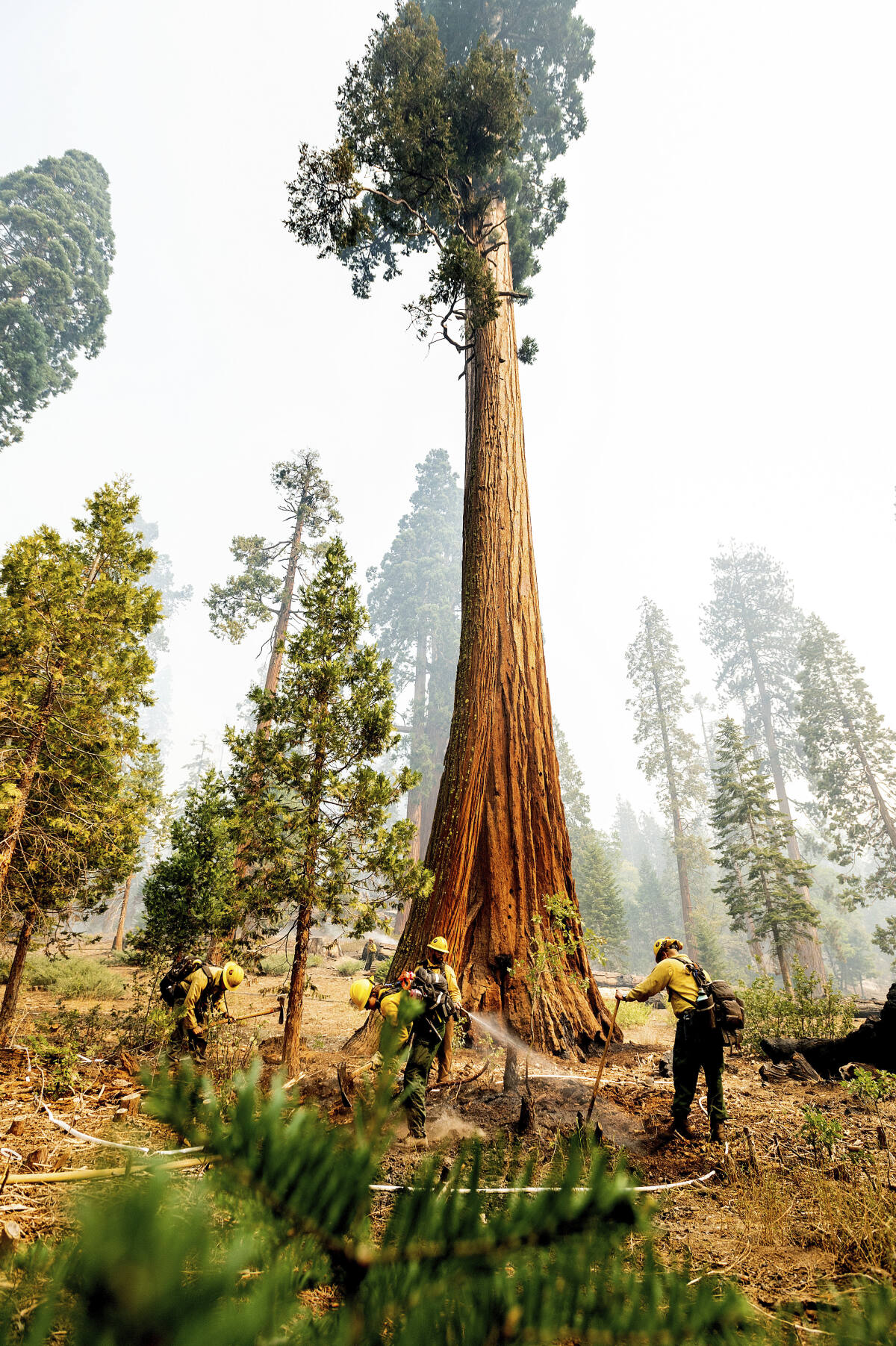 Blaze 'creeps' through wilderness in Sequoia & Kings Canyon National Parks