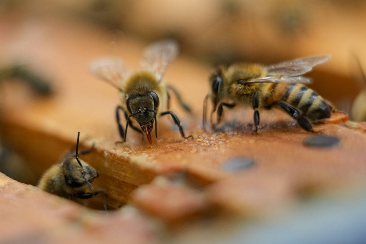 Struggling beekeepers stabilize U.S. honeybee population after
