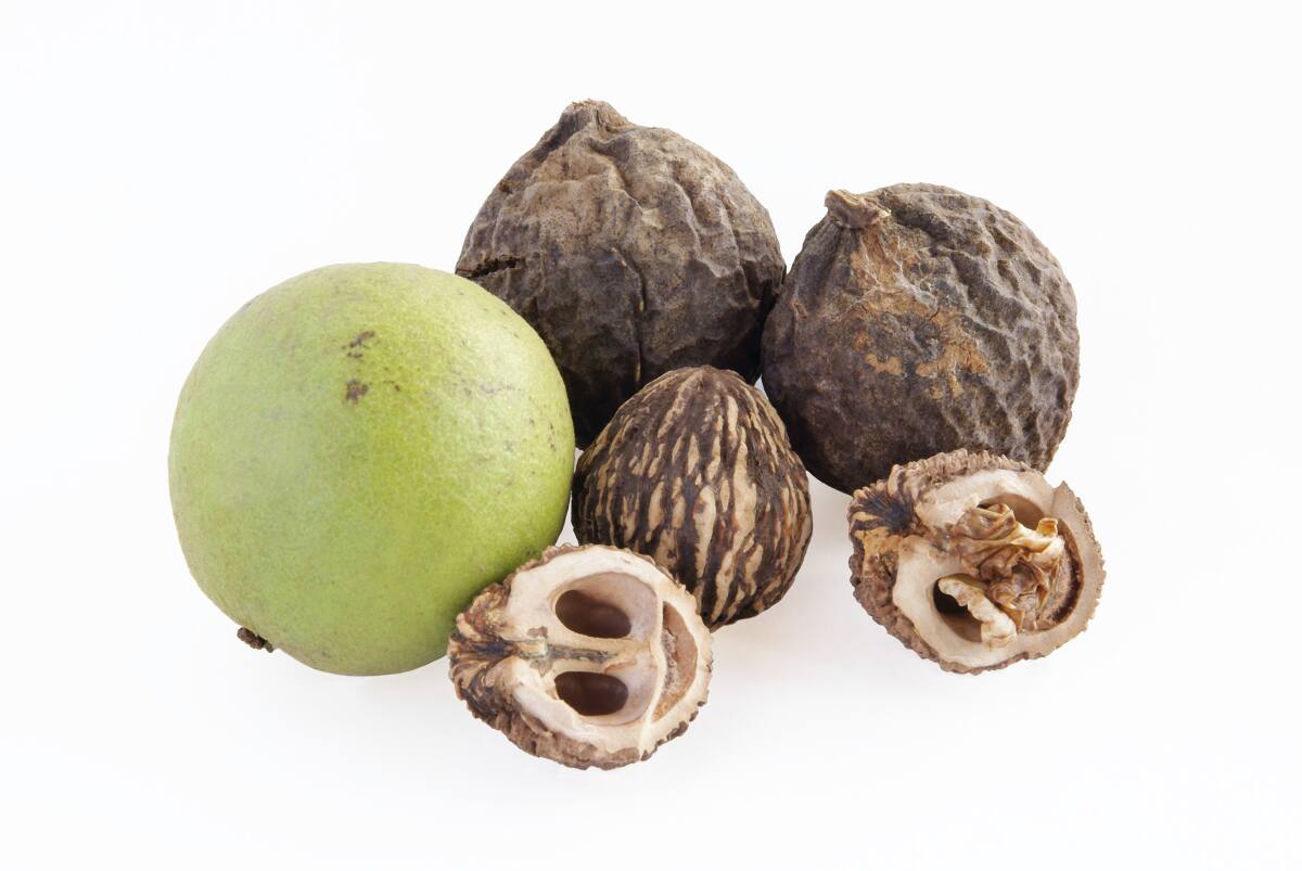 Everything There Is To Know About Black Walnut