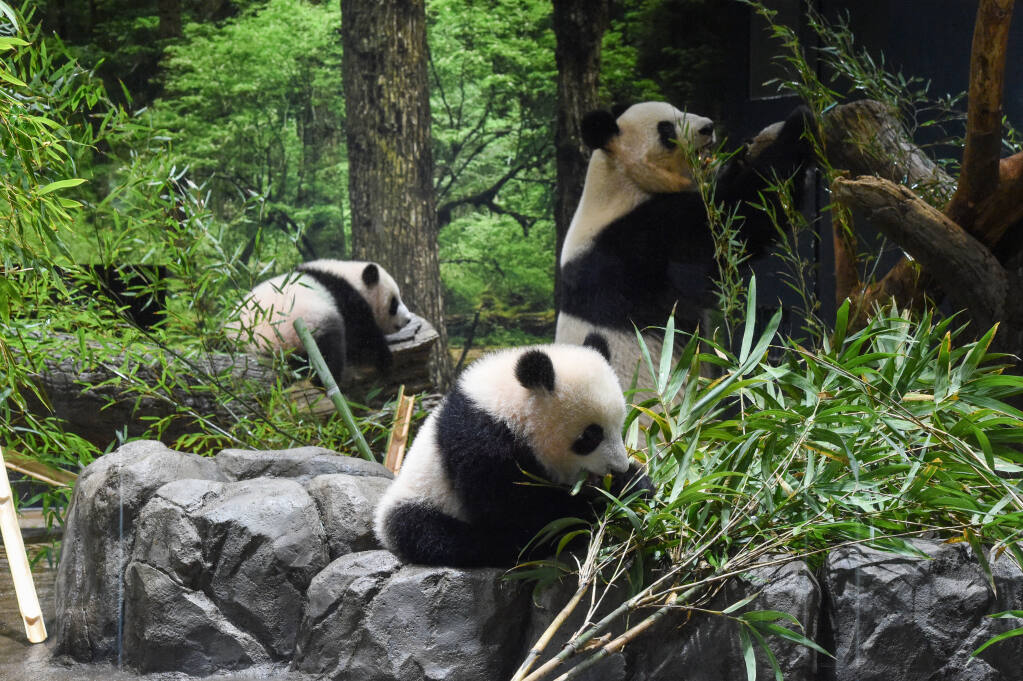 Twin Panda Cubs Debut At Tokyo Zoo Woo Devoted Fans