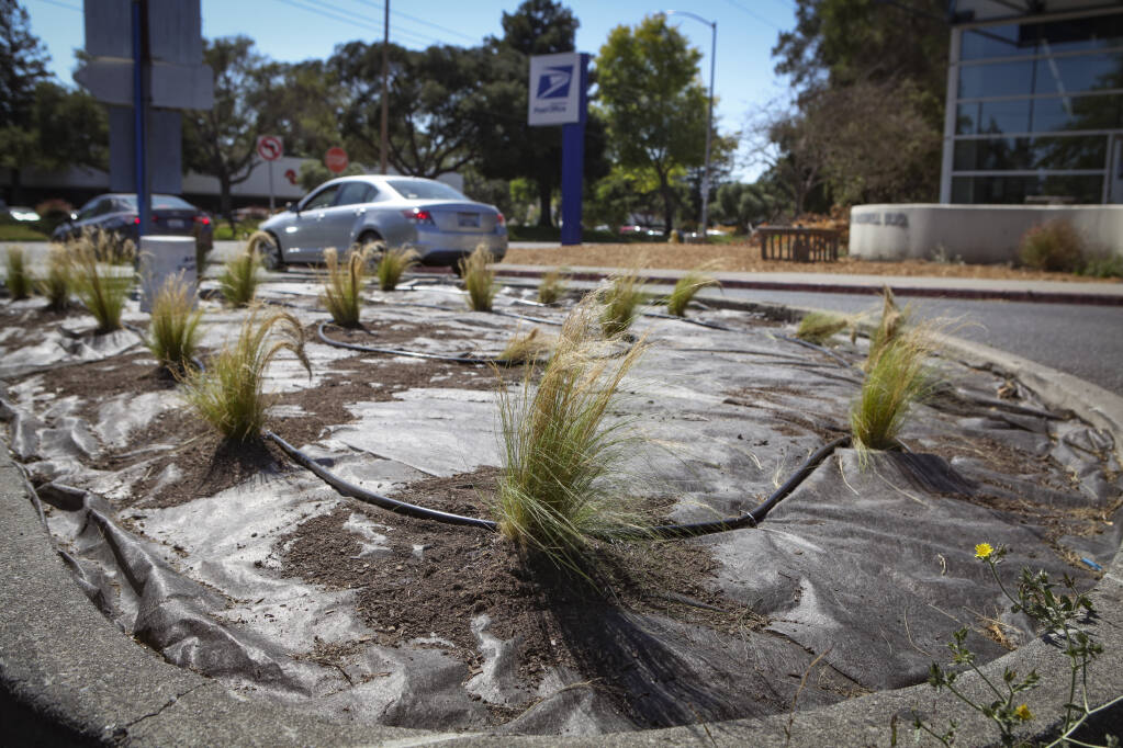 Ask the PAC: Why is this Petaluma post office putting in a new lawn during  the drought?